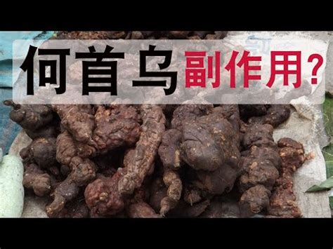 何首烏不能跟什麼一起吃|何首烏：全面了解及其食用禁忌、功能和方法 – 杏壇中。